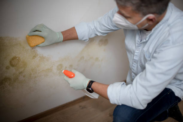 Best Biohazard Mold Removal  in Empire, CA